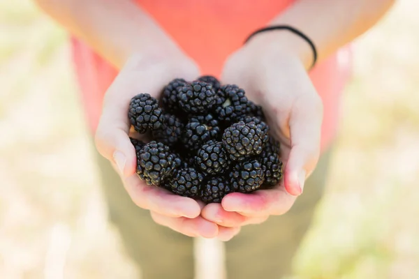 Woman Holds Handful Large Ripe Blackberries — Stock Photo, Image