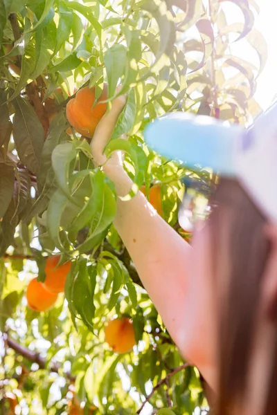 Şeftali bahçesindeki ağaçtan taze şeftali topluyorum.