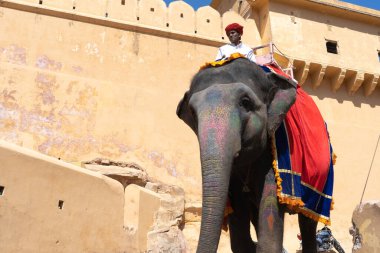Filler Jaipur 'daki kehribar kalesinin önündeki dar dağ yolundan geçerken, insanlar bu dönüm noktasının mimarisinin keyfini çıkarıyorlar.