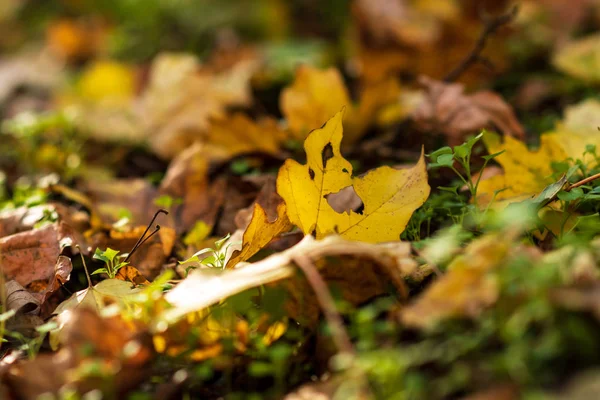 Closeup Yellow Autumn Leaves Covers Ground Autumn Day Low Point — Stock Photo, Image