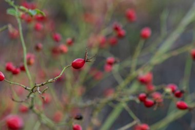 Olgun kırmızı böğürtlen dalda gül kalçası
