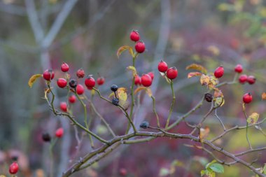 Olgun kırmızı böğürtlen dalda gül kalçası