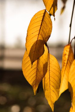 Sonbahar konsepti. Sarı sonbahar yapraklarının yakın plan seçici odak noktası.