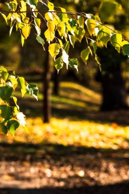 Sonbahar konsepti. Sarı sonbahar yapraklarının yakın plan seçici odak noktası.