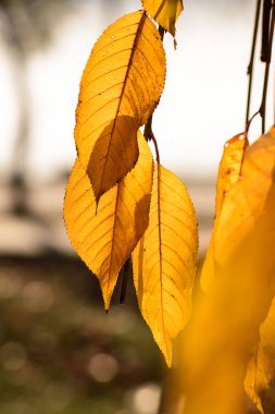 Sonbahar konsepti. Sarı sonbahar yapraklarının yakın plan seçici odak noktası.