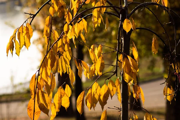 Fall Concept Closeup Yellow Autumn Leaves Selective Focus — Stock Photo, Image