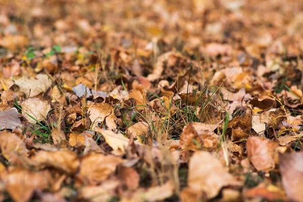 Fall Concept Closeup Yellow Autumn Leaves Selective Focus — Stock Photo, Image