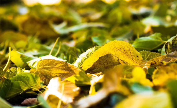 Fall Concept Closeup Yellow Autumn Leaves Selective Focus — Stock Photo, Image