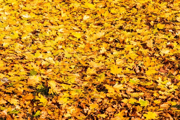 Fall Concept Closeup Yellow Autumn Leaves Selective Focus — Stock Photo, Image