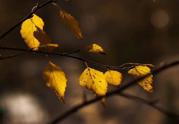 Herbstkonzept Nahaufnahme Von Gelben Herbstblättern Selektiver Fokus — Stockfoto