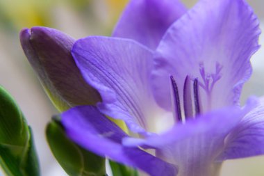 Violet Freesia 'nın çiçek arkaplanına yakın plan. Bahar havası. seçici yumuşak odak.