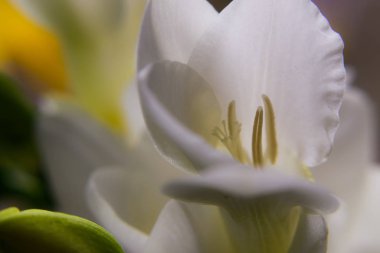 Beyaz frezya çiçeğinin arka planına yakın plan. Bahar havası. seçici yumuşak odak.