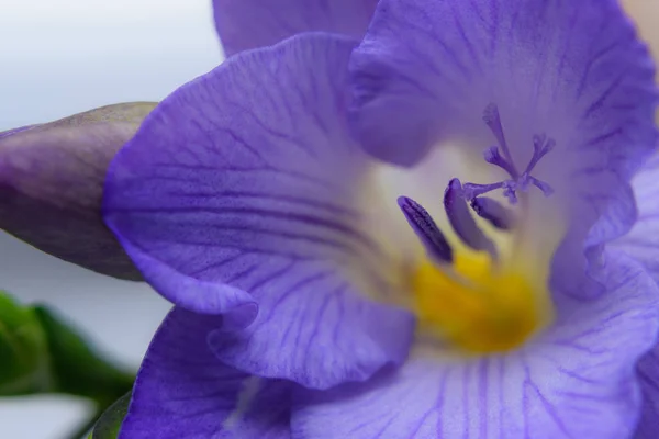 Nahaufnahme Von Violetten Freesia Blumen Hintergrund Frühlingsstimmung Selektiver Weicher Fokus — Stockfoto