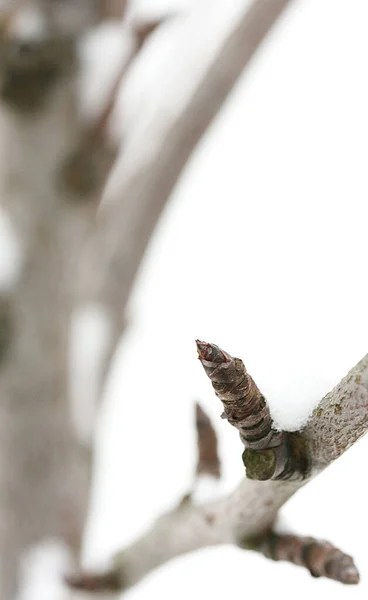 Ledviny Větvi Hrušky Uprostřed Zimy — Stock fotografie
