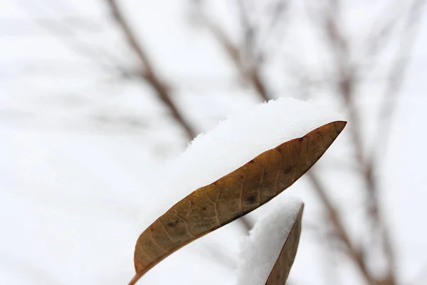 Снег Сухом Коричневом Листе Декоративного Куста — стоковое фото