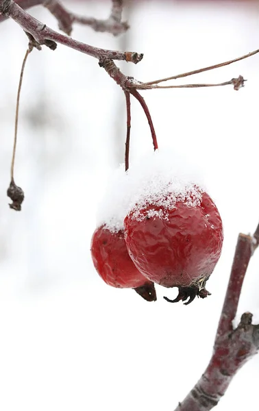 Neige Sur Pommes Rouges Pommier Décoratif — Photo