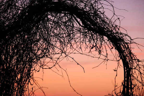 Branches of a decorative shrub on a sunset background