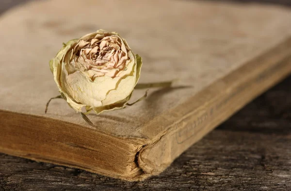 Dried flowers of a rosebud on a darkened cover of an old book on a dark background