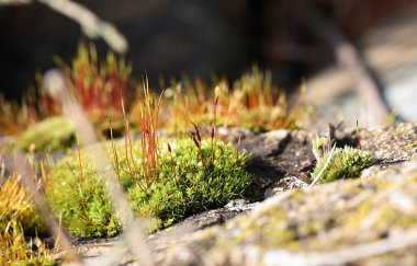 Baharın başında kanoların arka planında açan yeşil yosunların kahverengi sapları