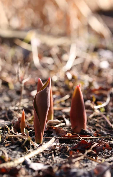 První Vínové Výhonky Tulipánů Mezi Suchými Listy Jaře Slunci — Stock fotografie