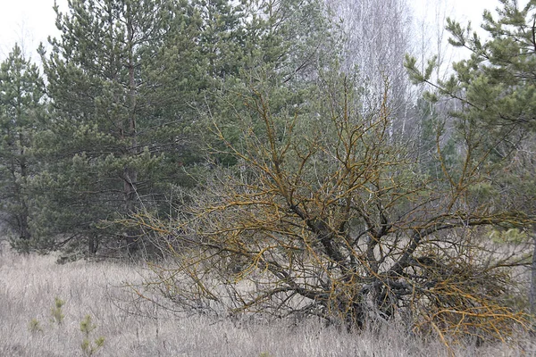 Stare Jabłoń Żółtymi Gałęziami Porostów Skraju Lasu Sosnowego — Zdjęcie stockowe