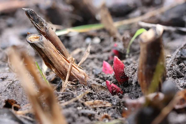 Rote Junge Pfingstrosen Treiben Zeitigen Frühjahr Zwischen Alten Zweigen Aus — Stockfoto