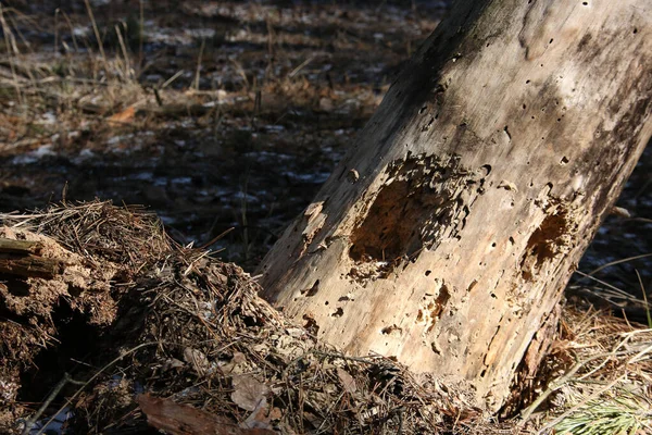 Старий Сухий Стовбур Дерева Лісі Ранньої Весни — стокове фото