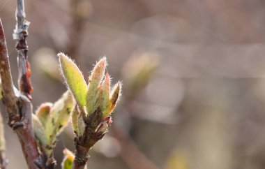 Süslü bir çalılığın ilk yaprakları