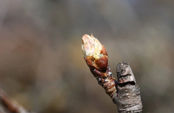 Vahşi Armut Dalında Kahverengi Yapraklı Genç Tomurcuk — Stok fotoğraf