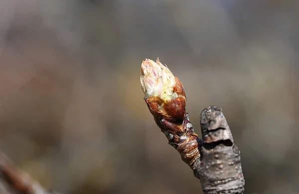 Brote Joven Con Pétalos Marrones Una Rama Pera Silvestre — Foto de Stock