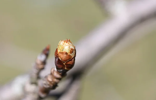 Young Bud Brown Petals Branch Wild Pear — Stock Photo, Image