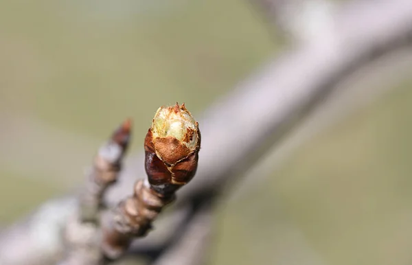 Brote Joven Con Pétalos Marrones Una Rama Pera Silvestre — Foto de Stock