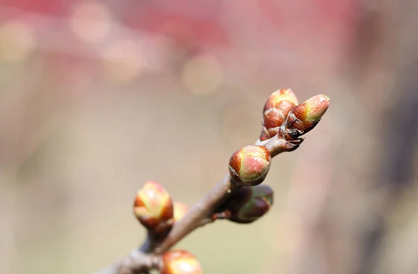 Brotes Jóvenes Una Rama Cerezo Principios Primavera — Foto de Stock