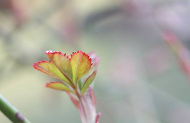 Tırmanan bir gülün genç kırmızı ve yeşil yaprakları