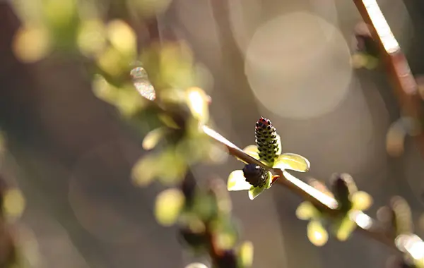 Mladá Vrba Poupě Mezi Listy Slunci — Stock fotografie