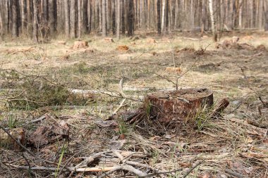 Sağlık iyileştirme tedbirleri için ağaç kesme