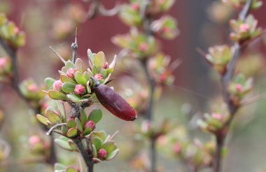 Böğürtlen ve kırmızı böğürtlenin ilk küçük yaprakları