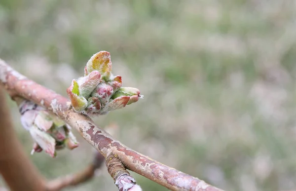 Bir Elma Ağacının Dalındaki Ilk Küçük Yapraklar — Stok fotoğraf