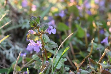 Çiçekli şifalı bitki Budra Sarmaşığı güneşte