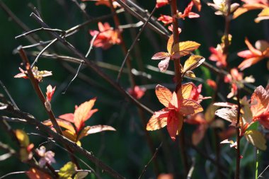 Süslü bir çalılığın parlak kırmızı yaprakları