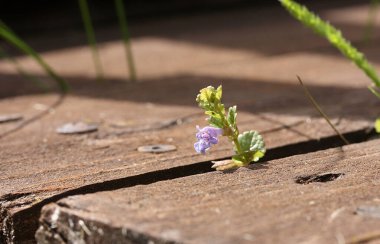 Eski kahverengi kalasların arasında çiçek