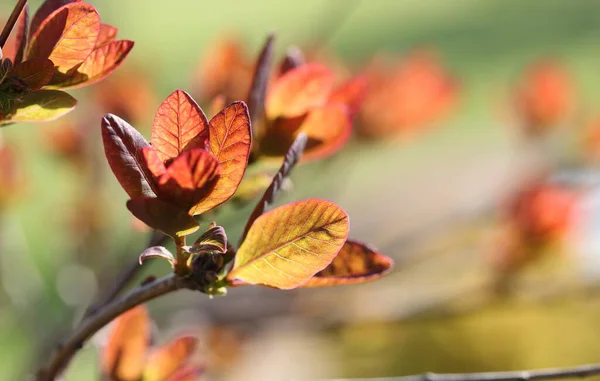 Red leaves of a decorative shrub in the sun
