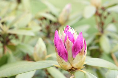 Yeşil yapraklardan oluşan bir arka planda pembe yapraklar