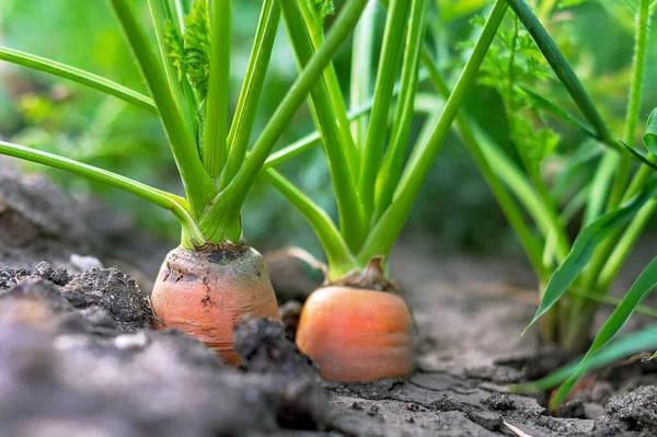 Морковные овощи растут в саду на органическом фоне почвы. Концепция здоровой экологической пищи и богатый осенний урожай. Крупный план. Селективный фокус — стоковое фото