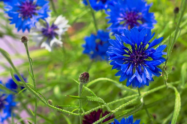 Florecientes acianos Centaurea cyanus en un campo. Primer plano de una hermosa flor de maíz azul a la luz del sol de verano. Color de moda del concepto 2020. Enfoque selectivo — Foto de Stock