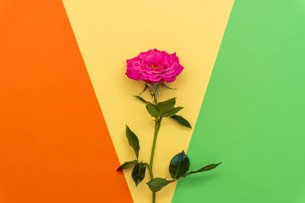Festive flower pink rose on multicolored paper background. Overhead top view, flat lay. Copy space. Birthday, Mothers, Valentines, Womens, Wedding Day concept. Minimal composition — ストック写真