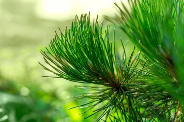 Yeşil çam ağacının yakın plan fotoğrafı. Dalların sonunda küçük çam kozalakları. Arka planda bulanık çam iğneleri. Seçici odak