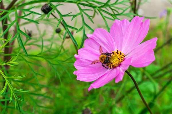 Beautiful pink cosmos flower with bumblebee on it. Cosmos flowers in blooming in summer day. Cosmos Bipinnatus flower. Selective focus