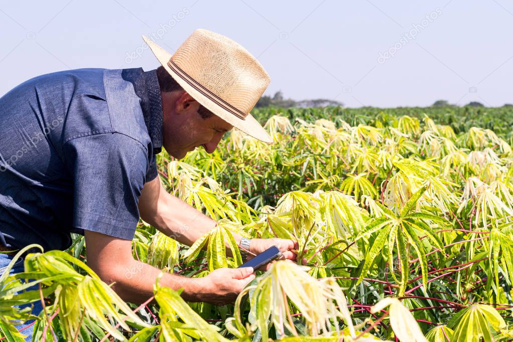 Agronomist inspects cassava crop in the agricultural field using a smartphone - Agrotechnology concept - Farmer growing cassava
