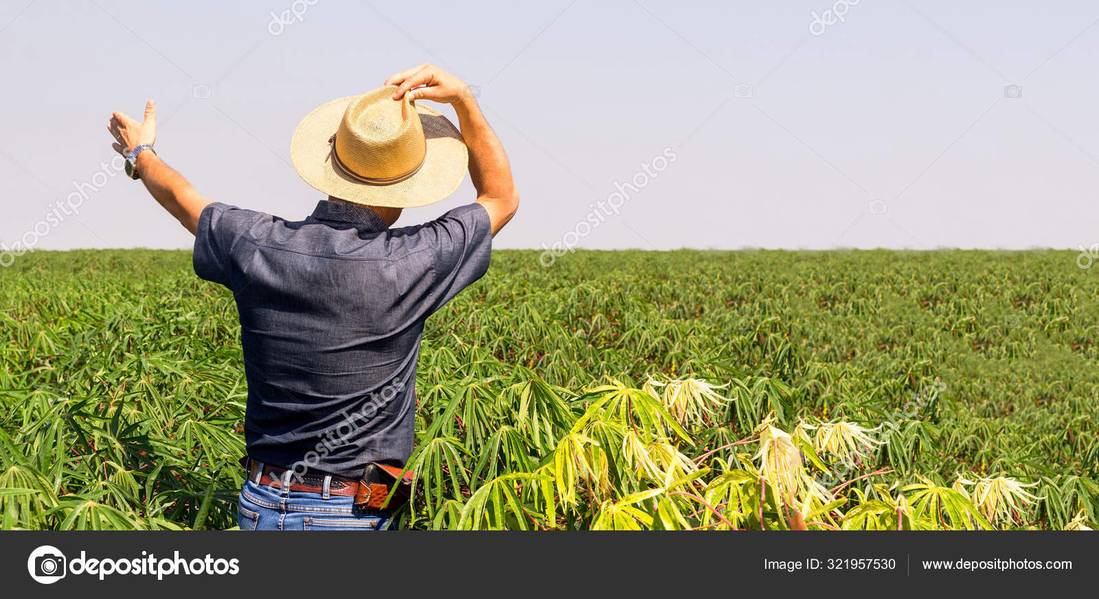 農場でのマニオックの収穫に取り組む農家 彼は背中にあり 帽子を持っています ストック写真 C Rafapress